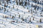 世界著名狗拉雪橇大赛，气候变化下该何去何从？