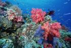 温室效应与珊瑚礁