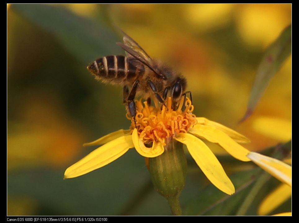 忙碌的蜜蜂3.jpg